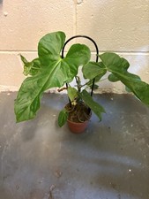 Anthurium Balaoanum - Rare And