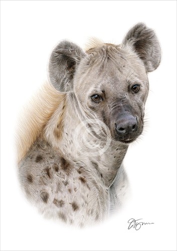 Spotted hyena colour pencil - spotted,
