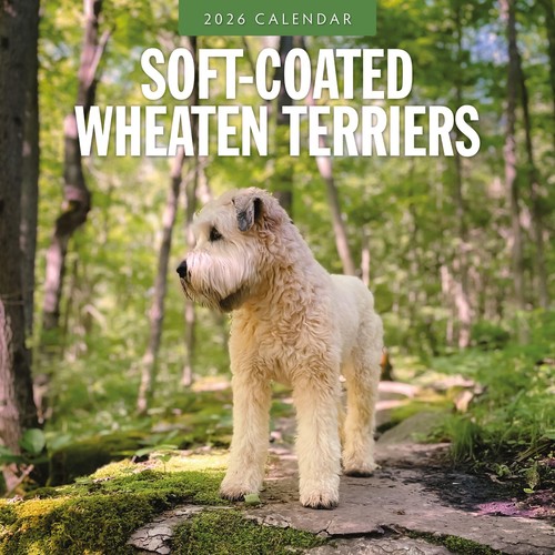 Soft coated wheaten - wheaten, terriers