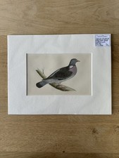 Wood Pigeon. Morris's British