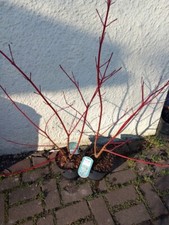 Lg Variegated Dogwood CORNUS ALBA SIBIRICA 19cms Pot Red Stem Dogwood Tree Shrub