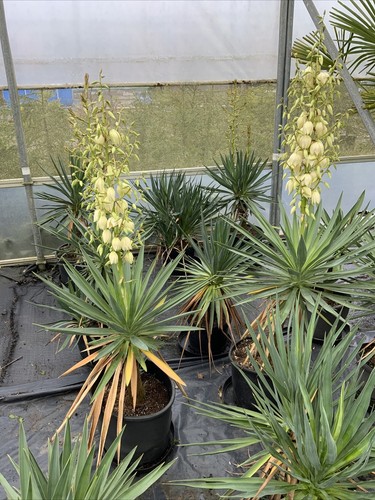 Hardy outdoor yucca - hardy,