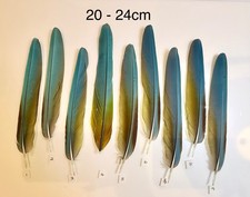 Parrot Macaw Feather Crafts