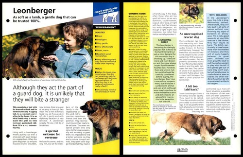 Leonberger temperament - leonberger,