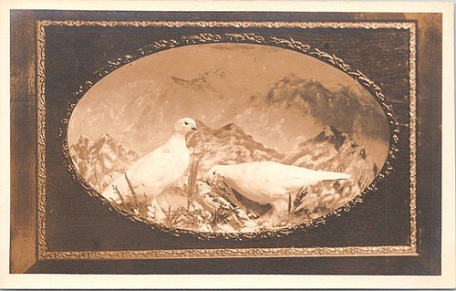 Rppc taxidermist advertising - rppc,