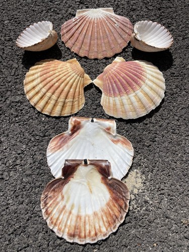 Collection sea shells for - sea,