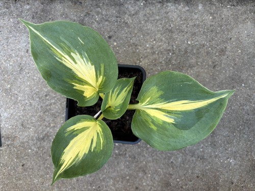 Hosta beach boy medium - -,