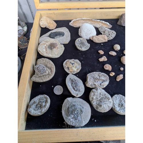 Fossilized crab concretions - fossilized,