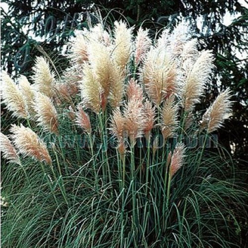Grass pampas - grass,