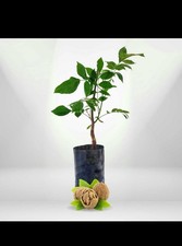 Young walnut seedlings are great for planting.