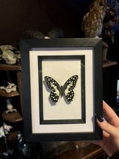 Framed Papilio demoleus (Lime