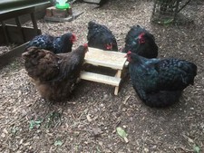 ?Novelty Hand Made 'ChickNic' Feeder Table (Bird, Chicken, Squirrel, Rabbit)?