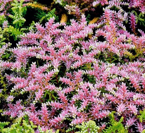 Sedum pulchellum sea - 6, star