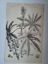 Antique Print 1870 Ricinus Communis Engraving Caster Oil Plant