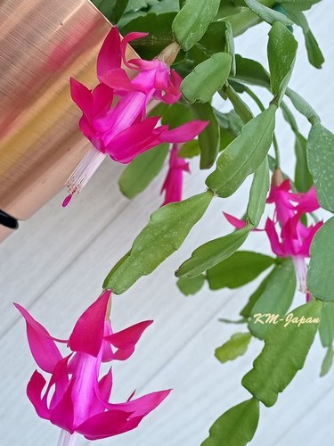 Schlumbergera buckleyii true - buckleyii,