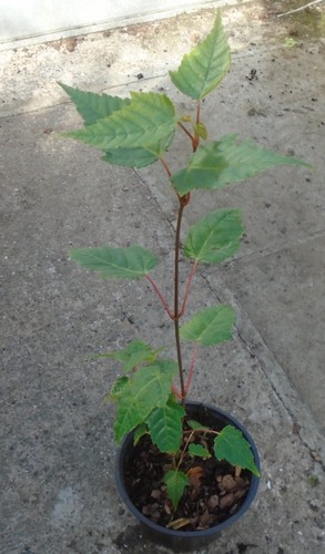 Acer capillipes red snake bark - red,
