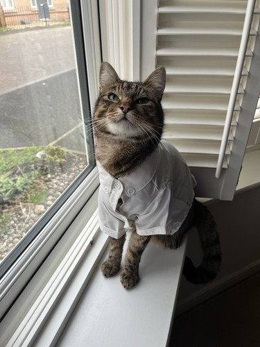 White shirt for - cats, and