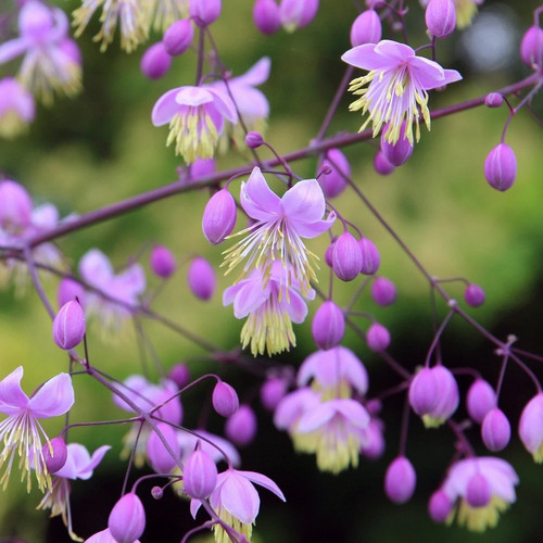 Thalictrum delavayi meadow - thalictrum,
