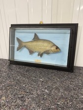 Vintage Wall Mounted Bream Taxidermy Display Case 1947 Fish