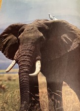 The International Wildlife Illustrated Encyclopedia  Vintage 1969 Books  1 - 20 