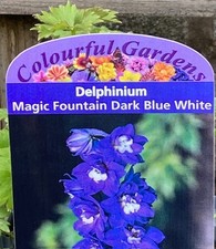 Delphinium larkspur tall hardy