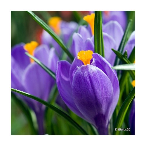Crocus - (large, flowering)