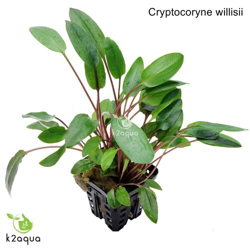 Cryptocoryne willisii live - willisii,
