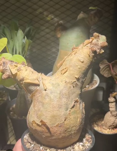 10cm rare live house - 10cm, plant