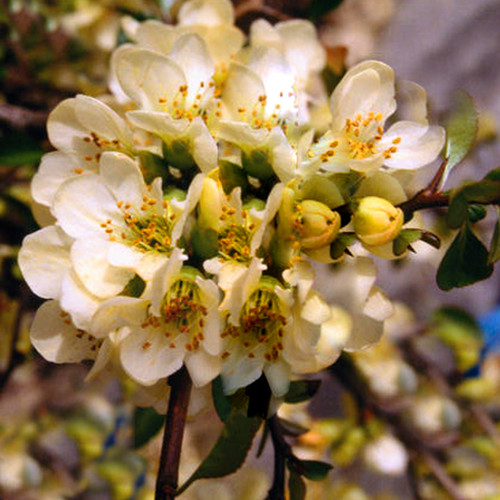 Chaenomeles superba lemon - chaenomeles,