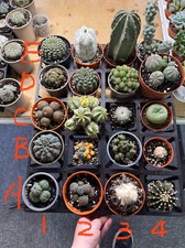 update list RARE cactus