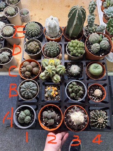 Update list rare cactus - update,