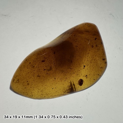 Baltic amber fossil with