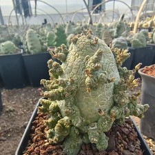 Multi Heads Rare Cacti