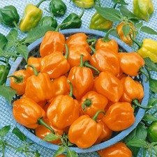 Chilli Pepper Habanero Orange - 50 seeds - Free Delivery - Vegetable Seeds