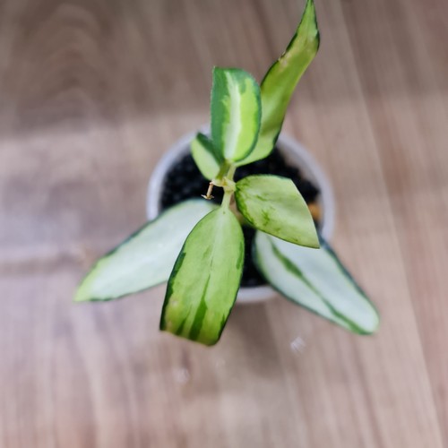 Hoya burmanica variegated - hoya,