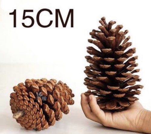 Pcs australian natural giant - australian,