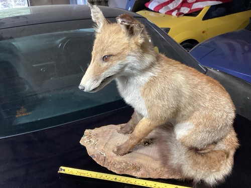 Very old taxidermy - very, fox
