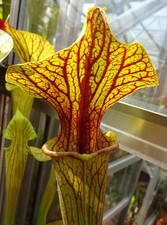 Sarracenia flava ornata - flava,