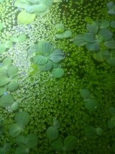 25 Dwarf water lettuce +