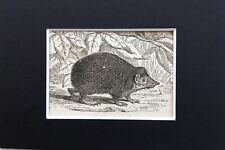 Tenrec Hedgehog Animal Print - c.1893 Mini Mounted Antique B&W Engraving (188)