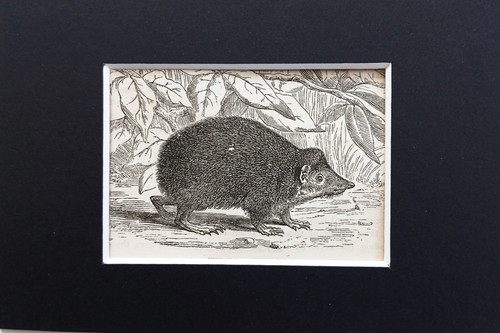 Tenrec hedgehog animal print - tenrec,