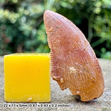 Carcharodontosaurus dinosaur tooth fossil (similar to t-rex) - cretaceous, kem