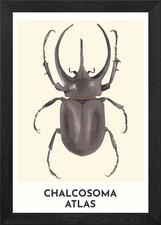 Atlas Beetle Framed Wall Art