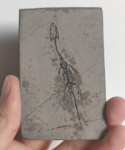 Keichousaurus skeleton fossil - keichousaurus,