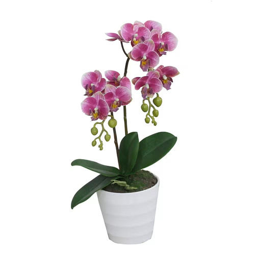Double branched phalaenopsis - double,