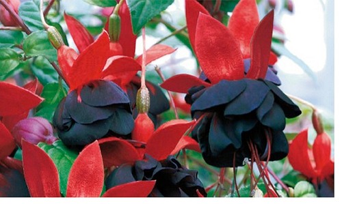 Fuchsia maxima plug - ,