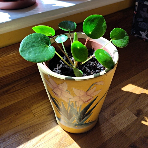 Chinese money plant pilea - money, (pilea