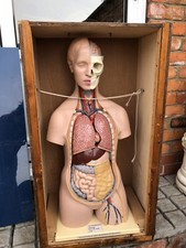 Large Vintage 3b Anatomical Medical Torso Model German Case Samso