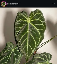 Anthurium ((AOS x magnificum) x (warocqueanum x waterburyanum)) x self