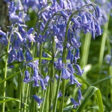 Bluebell seeds - UK Native